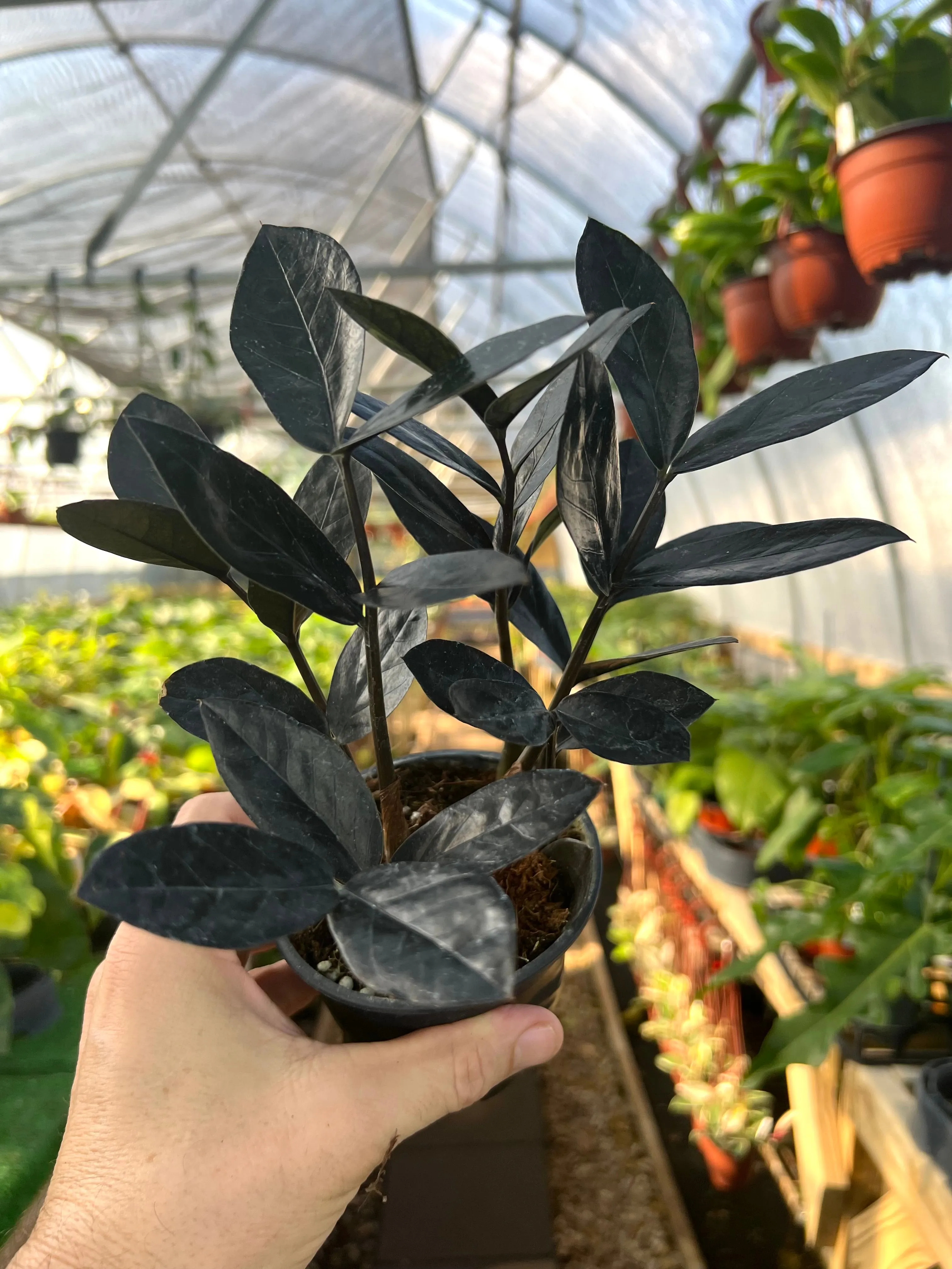 4" Zamioculcas zamiifolia 'Black' (ZZ Plant)