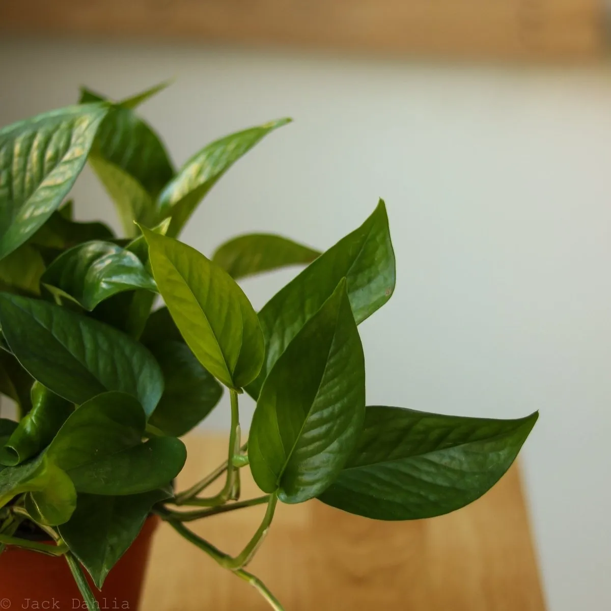 Epipremnum Aureum 'Jade Pothos'