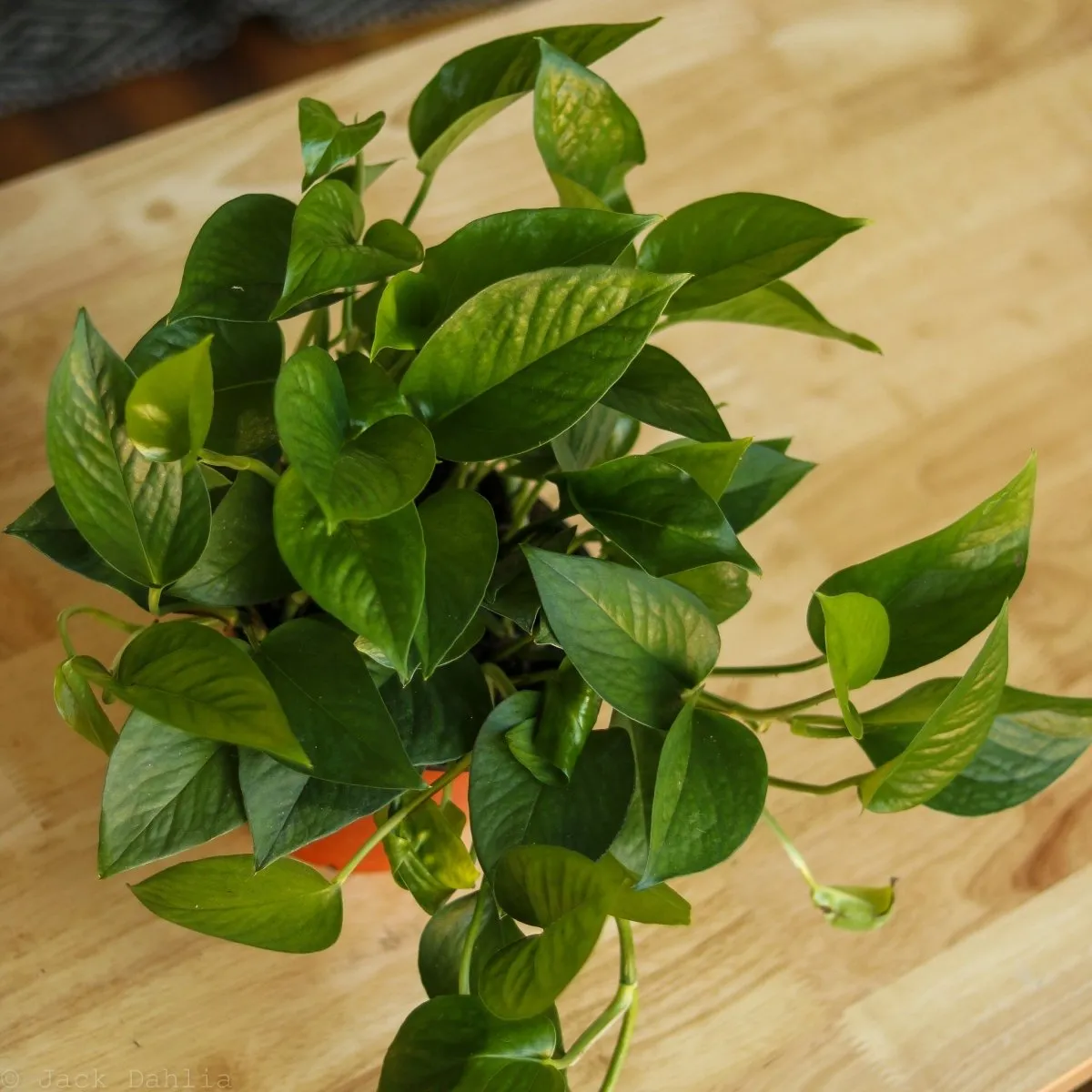 Epipremnum Aureum 'Jade Pothos'