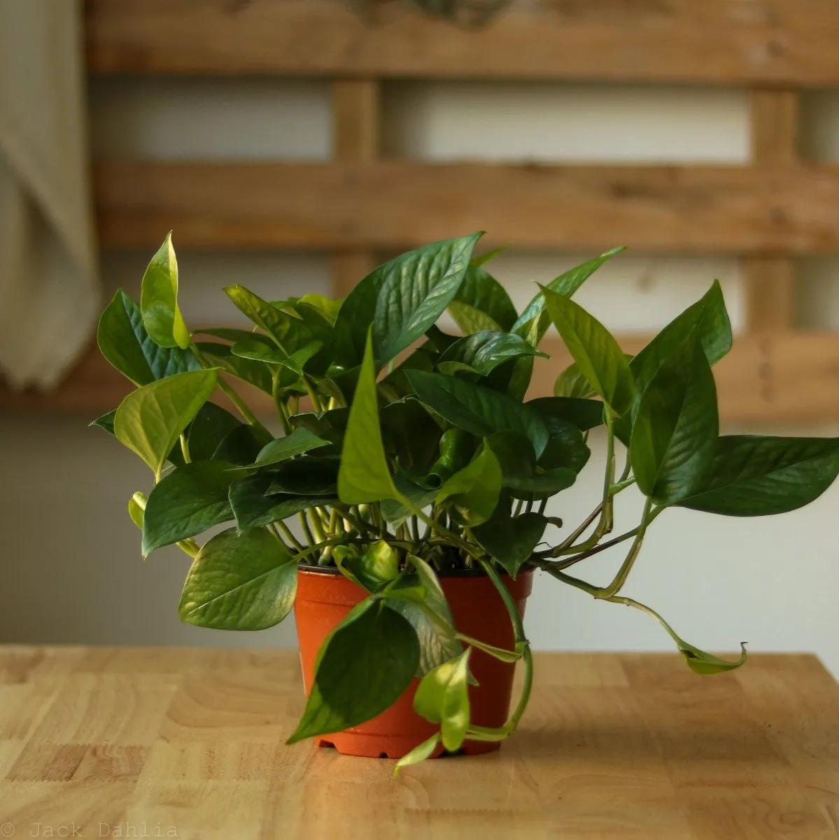 Epipremnum Aureum 'Jade Pothos'