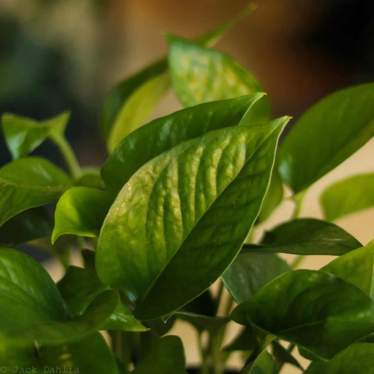 Epipremnum Aureum 'Jade Pothos'