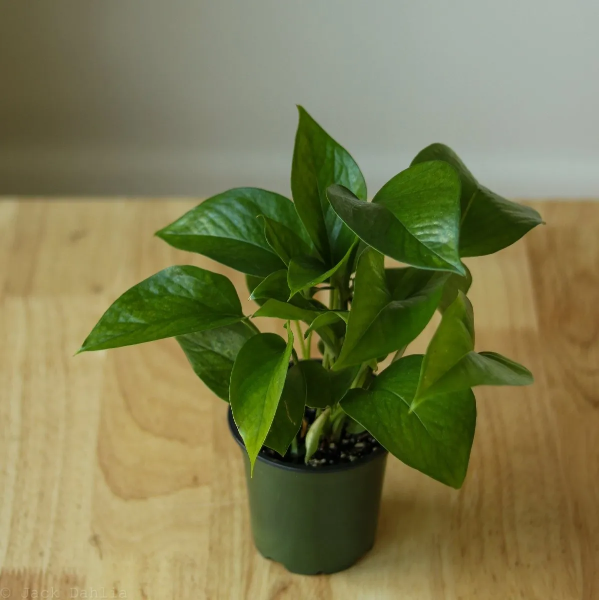 Epipremnum Aureum 'Jade Pothos'