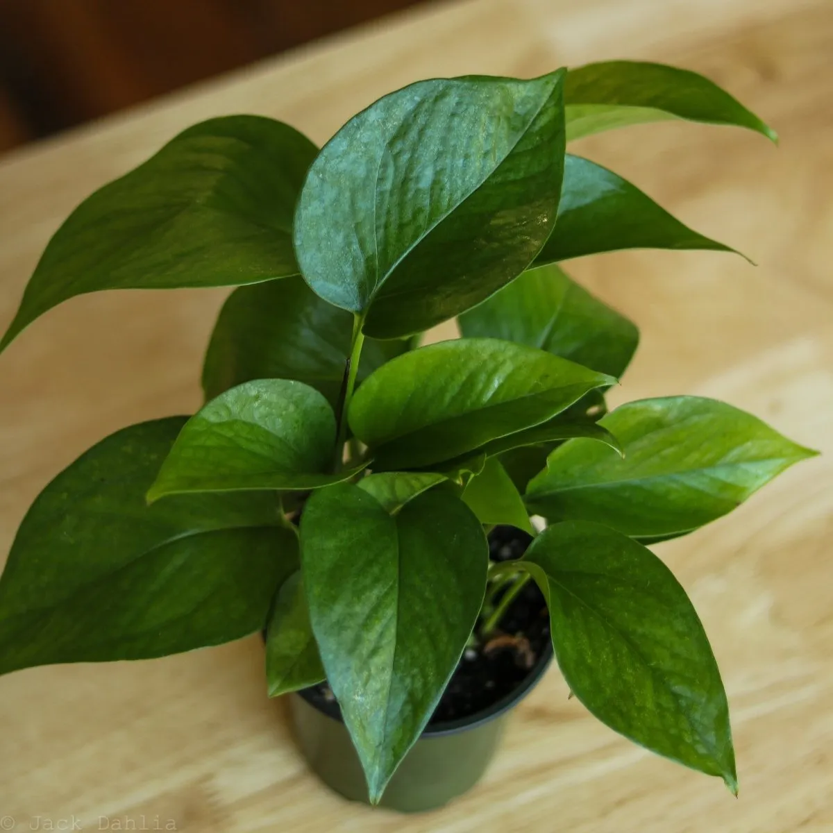 Epipremnum Aureum 'Jade Pothos'