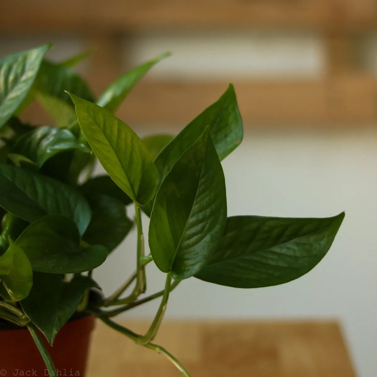 Epipremnum Aureum 'Jade Pothos'
